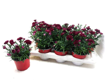 Dianthus caryophyllus rot