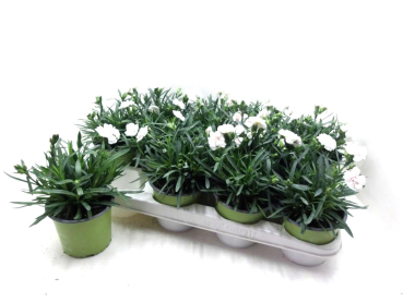 Dianthus caryophyllus weiß