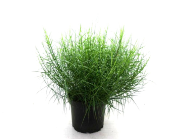 Carex muskin. "Little Mitch"