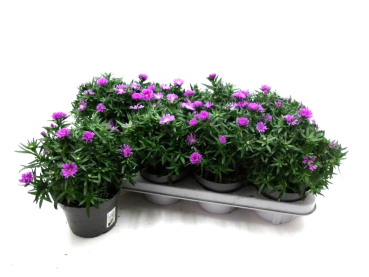 Aster novi-belgii rosa