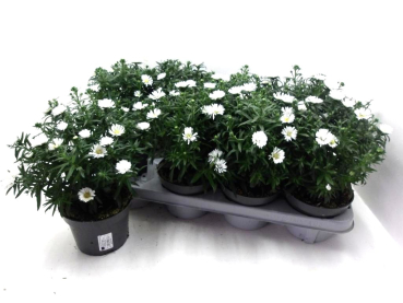 Aster novi-belgii weiß