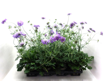Scabiosa blau
