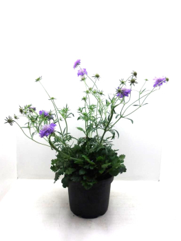 Scabiosa Kübel blau