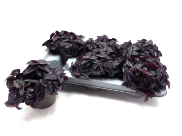 Tradescantia purpurea