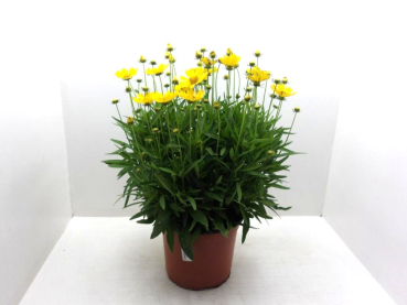 Coreopsis Kübel ungefüllt
