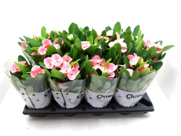 Euphorbia milii rosa