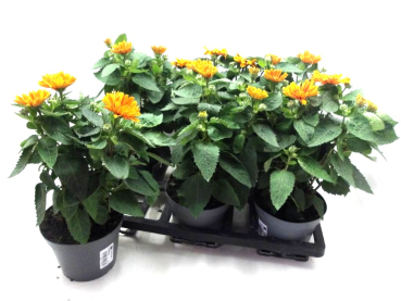 Heliopsis hellorange