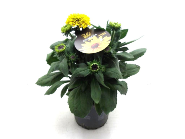 Rudbeckia "Sunbeckia" Kübel