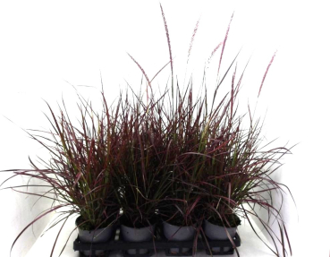 Pennisetum "Fireworks"