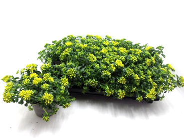 Sedum "Little Miss Sunshine"
