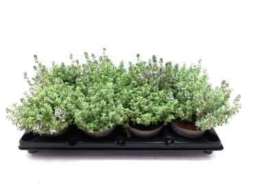 Thymus Silver Queen