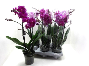 Phalaenopsis 2 Rispen purpur