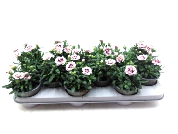 Dianthus caryo. Rosatöne