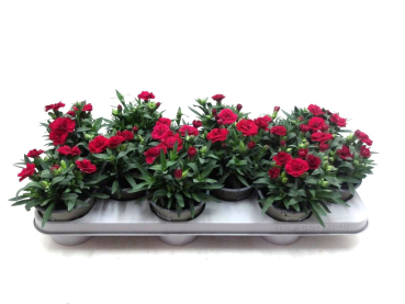 Dianthus caryo. Rottöne
