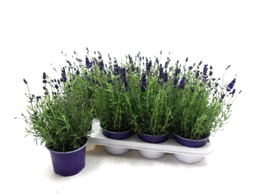 Lavandula ang.