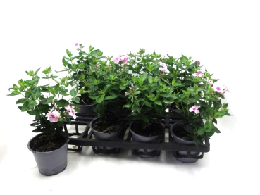 Phlox paniculata