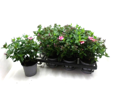 Phlox paniculata