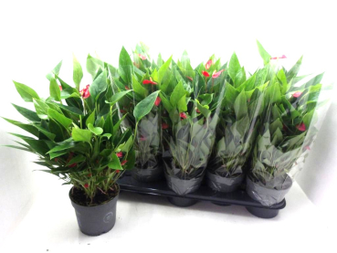 Anthurium andr. 'Million Flowers Red'