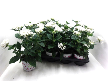 Pentas lanceolata weiß