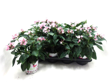Pentas lanceolata rosa