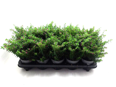 Cuphea hyssop. lila