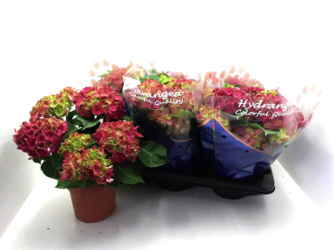 Hydrangea mac. rot