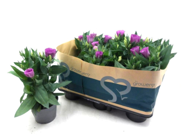 Eustoma russ. lila