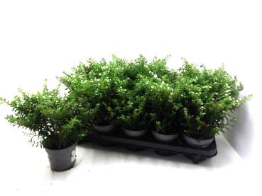 Cuphea hyssop. Duo
