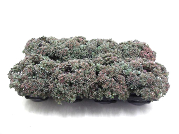 Sedum cauticolum