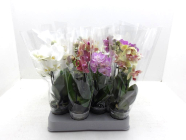 Mini Phalaenopsis 1-2 Rispen Mix
