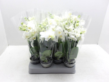 Mini Phalaenopsis 1-3 Rispen weiß
