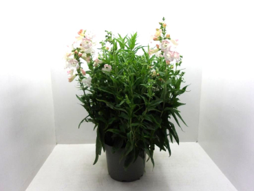 Penstemon Kübel hellrosa