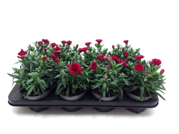 Dianthus caryo. rot
