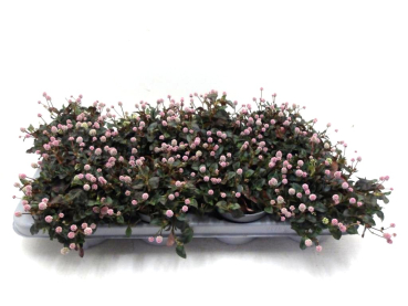 Polygonum