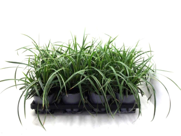 Carex morowii "Ice Dance"
