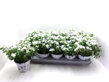 Catharanthus roseus "Soiree" weiß