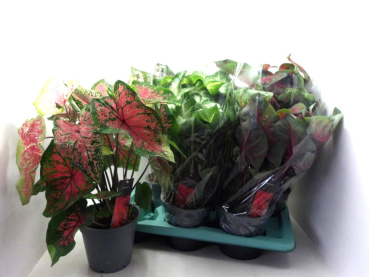 Caladium Mix
