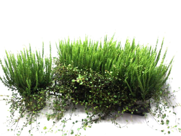 Calluna "Sunset" + Mühlenbeckia