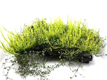 Calluna "Sunset" + Mühlenbeckia