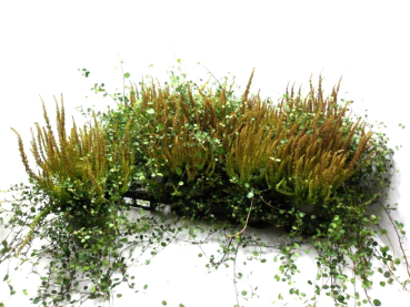 Calluna "Sunset" + Mühlenbeckia