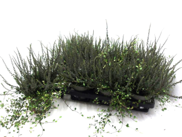 Calluna "Sunset" + Mühlenbeckia