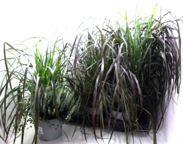 Pennisetum + Calluna weiß