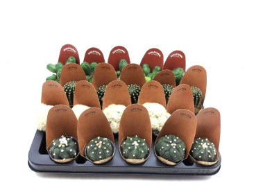 Mini Cactus Mix