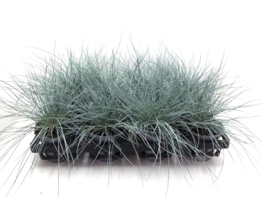 Festuca glauca