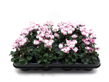 Mini Cyclamen "Metis Victor"