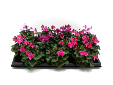 Mini Cyclamen "Petticoat" Mix