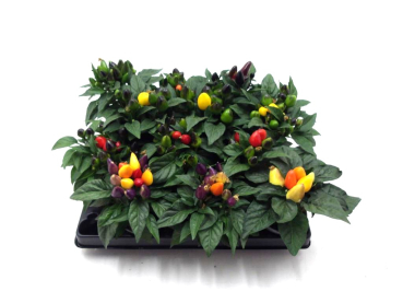 Mini Capsicum Mix