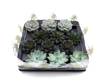 Mini Echeveria Mix