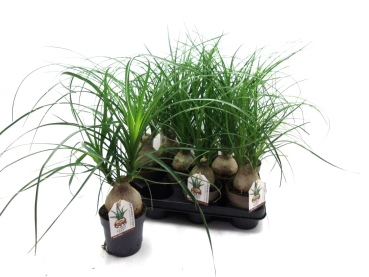 Beaucarnea recurvata