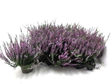 Calluna   vulg. lila